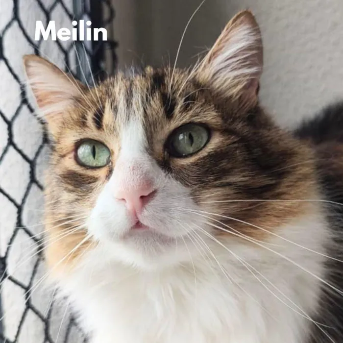 Gato raça SRD-ViraLata idade  nome Meilin