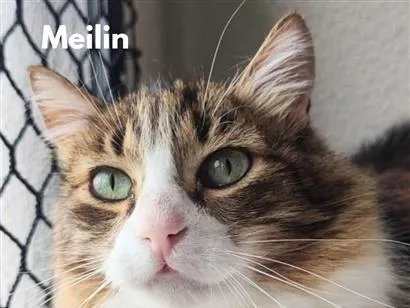 Gato raça SRD-ViraLata idade  nome Meilin
