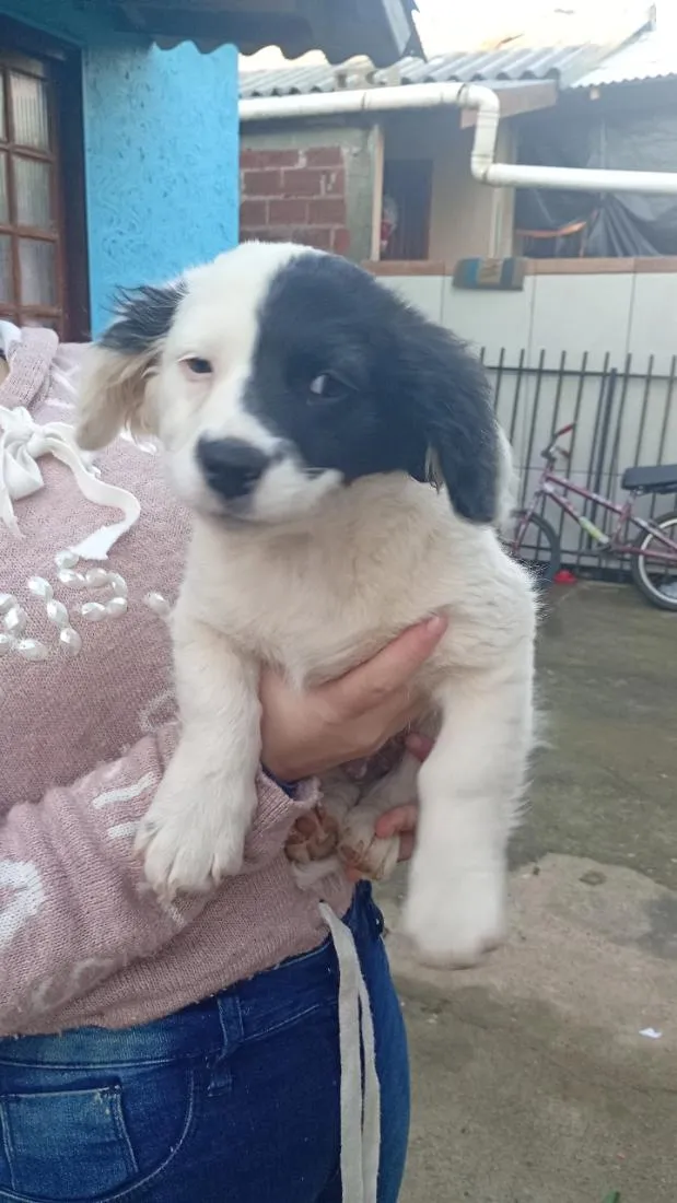 Cachorro raça SRD-ViraLata idade 2 a 6 meses nome Billy