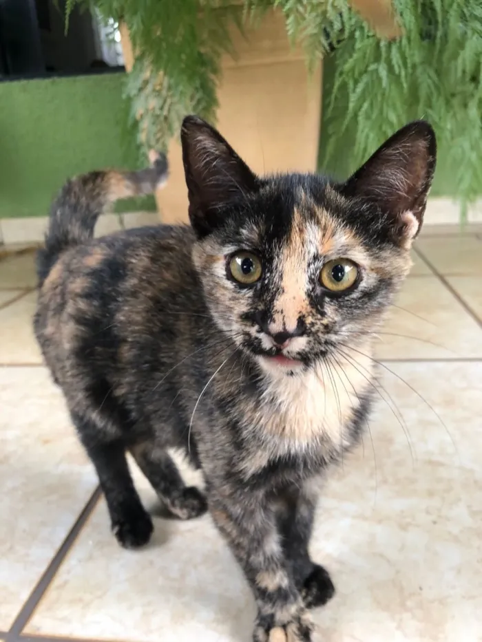 Gato raça SRD-ViraLata idade 2 a 6 meses nome Pequenina