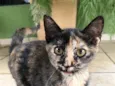 Pequenina