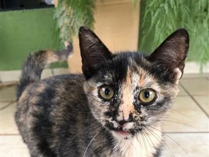 Gato raça SRD-ViraLata idade 2 a 6 meses nome Pequenina