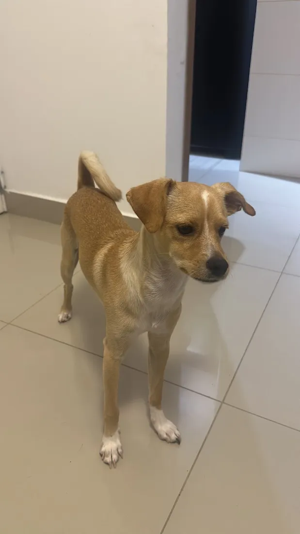 Cachorro raça SRD-ViraLata idade 7 a 11 meses nome Rabi