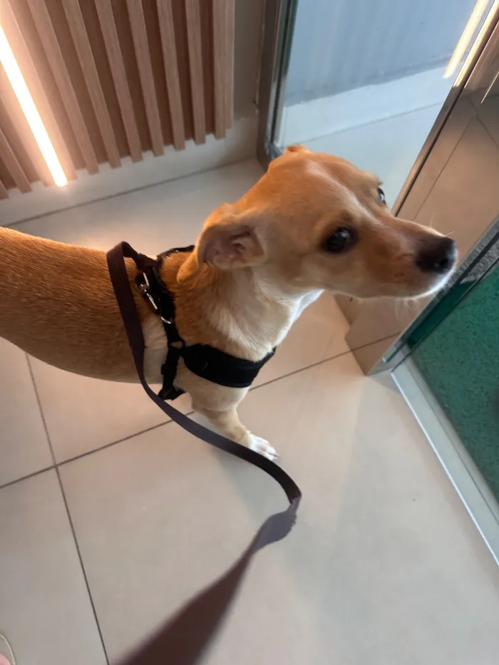 Cachorro raça SRD-ViraLata idade 7 a 11 meses nome Rabi