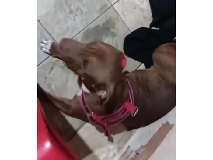 Cachorro raça Pit-Bull idade 1 ano nome Max e Zoe