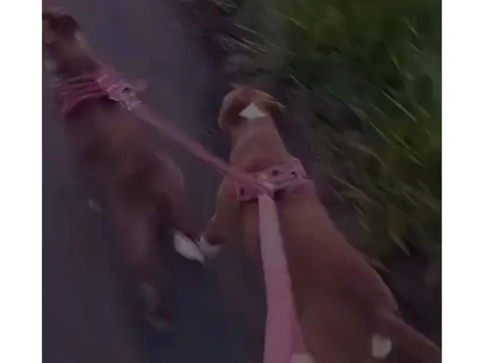 Cachorro raça Pit-Bull idade 1 ano nome Max e Zoe