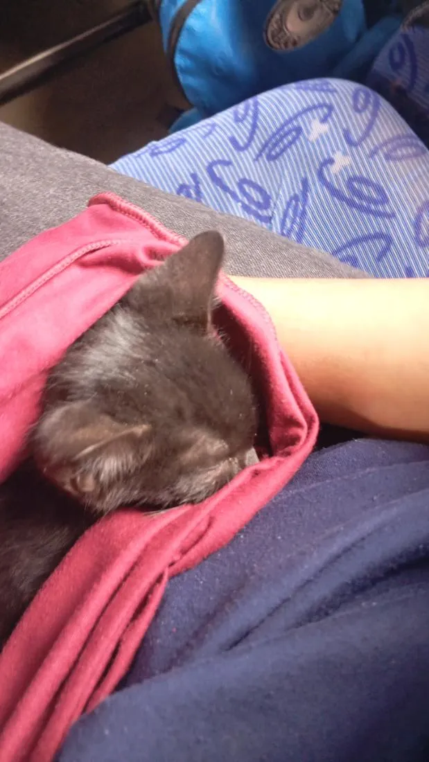 Gato raça SRD-ViraLata idade Abaixo de 2 meses nome Lorin 
