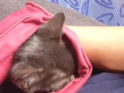 Gato raça SRD-ViraLata idade Abaixo de 2 meses nome Lorin 