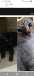 Zeus e oliver
