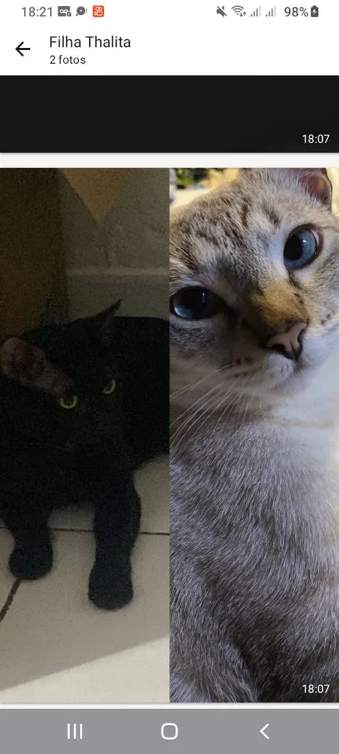 Gato raça Persa idade 1 ano nome Zeus e oliver