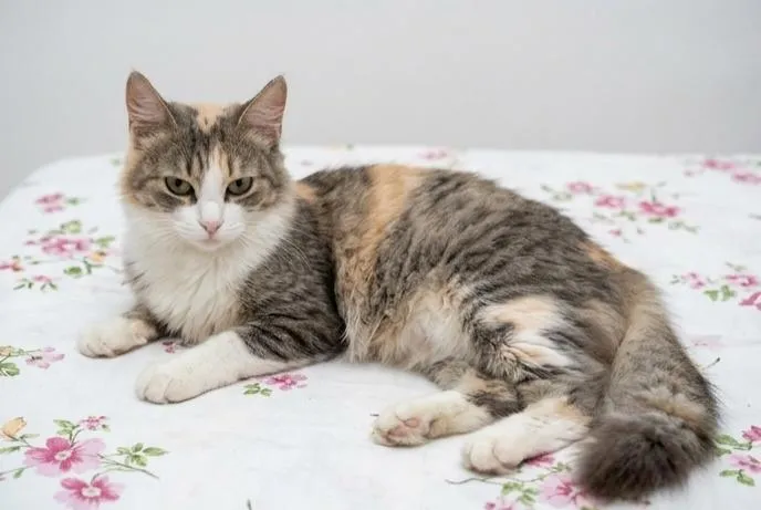 Gato raça SRD-ViraLata idade 2 anos nome Maria Mulambo
