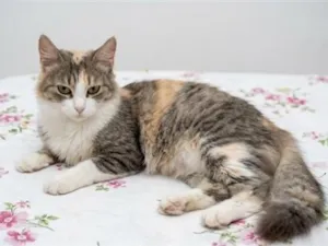 Gato raça SRD-ViraLata idade 2 anos nome Maria Mulambo