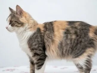 Gato raça SRD-ViraLata idade 2 anos nome Maria Mulambo