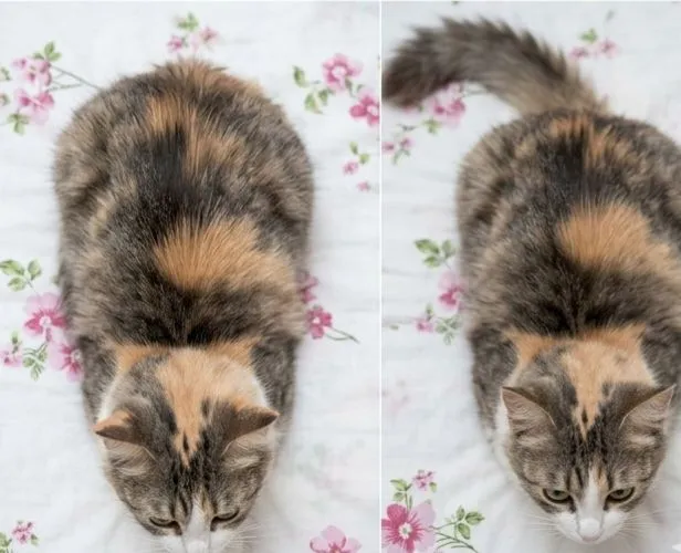 Gato raça SRD-ViraLata idade 2 anos nome Maria Mulambo