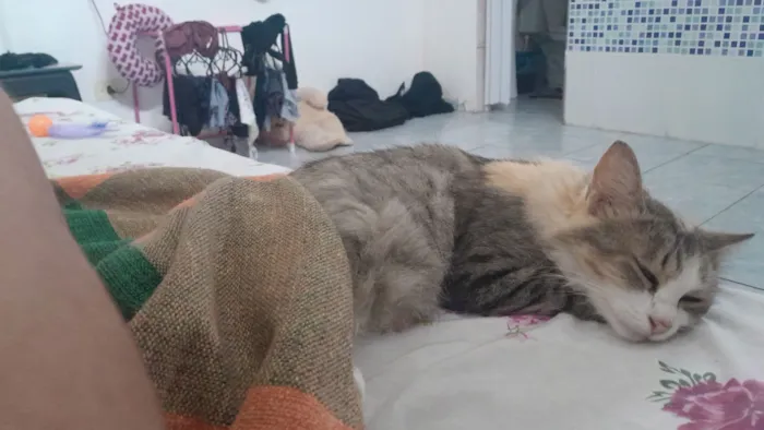 Gato raça SRD-ViraLata idade 2 anos nome Maria Mulambo