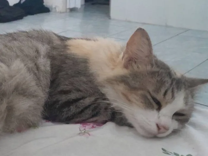 Gato raça SRD-ViraLata idade 2 anos nome Maria Mulambo