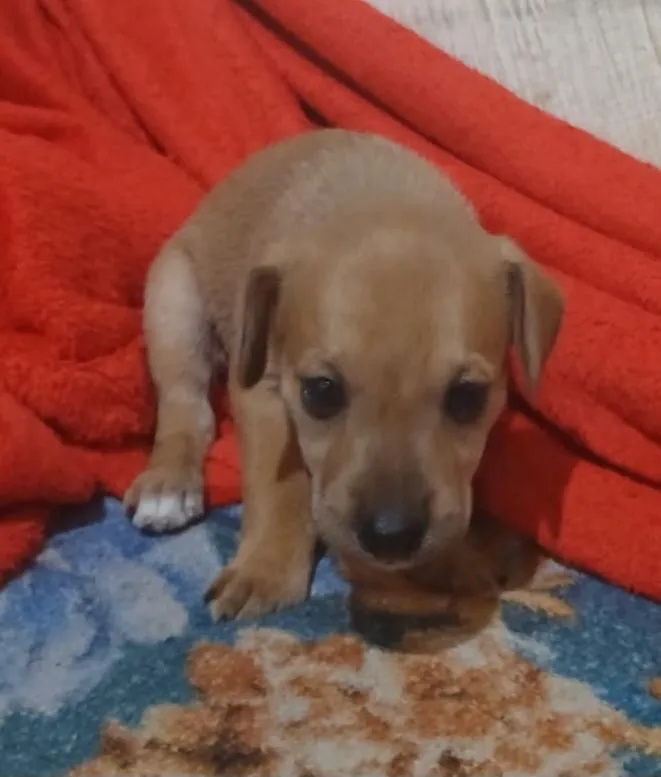 Cachorro raça SRD-ViraLata idade 2 a 6 meses nome Escuber