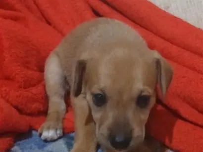 Cachorro raça SRD-ViraLata idade 2 a 6 meses nome Escuber