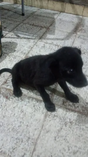 Cachorro raça SRD-ViraLata idade Abaixo de 2 meses nome Fred