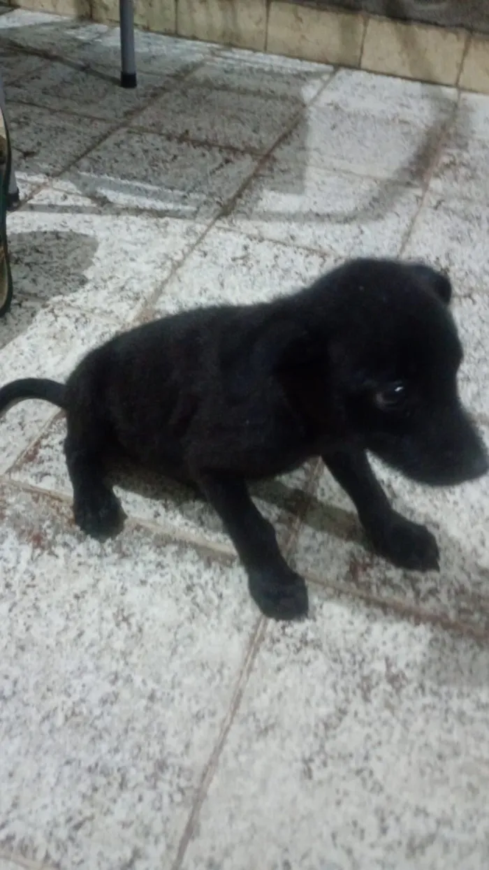 Cachorro raça SRD-ViraLata idade Abaixo de 2 meses nome Fred