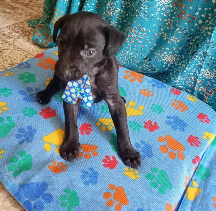 Cachorro raça SRD-ViraLata idade Abaixo de 2 meses nome Fred