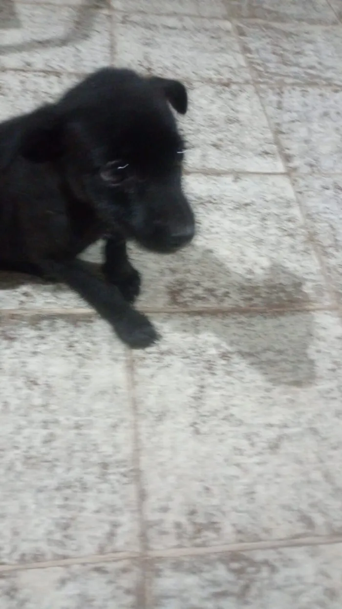 Cachorro raça SRD-ViraLata idade Abaixo de 2 meses nome Pérola 