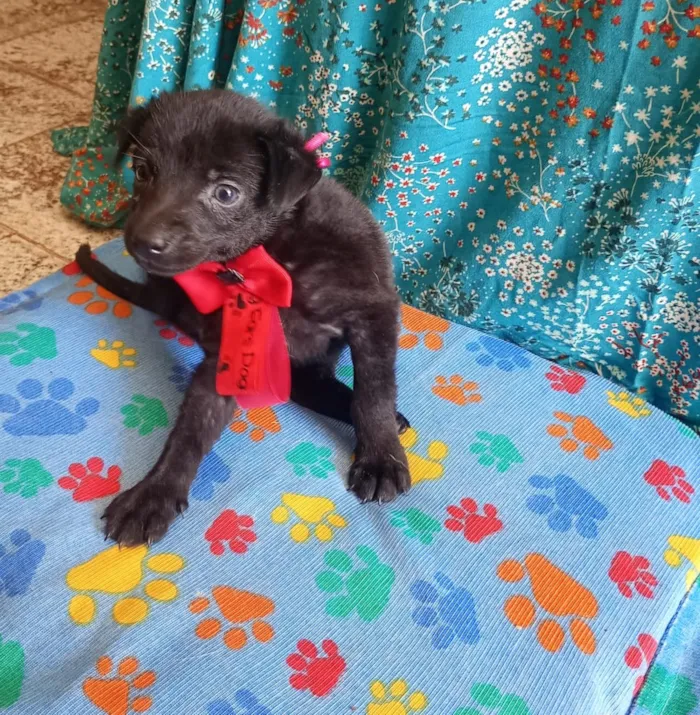 Cachorro raça SRD-ViraLata idade Abaixo de 2 meses nome Pérola 