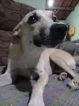 Laica