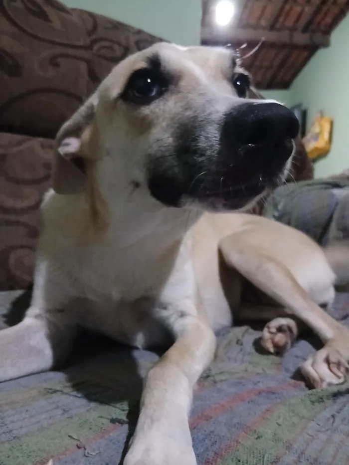 Cachorro raça SRD-ViraLata idade 1 ano nome Laica