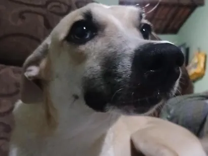 Cachorro raça SRD-ViraLata idade 1 ano nome Laica