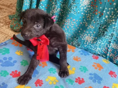 Cachorro raça SRD-ViraLata idade Abaixo de 2 meses nome Pérola 