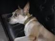 Aquiles