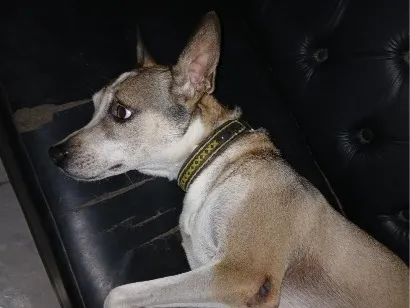Cachorro raça SRD-ViraLata idade 4 anos nome Aquiles