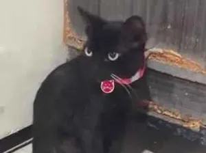 Gato raça SRD-ViraLata idade 7 a 11 meses nome Morena