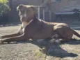Apollo