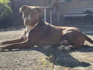 Cachorro raça Pit-Bull idade 5 anos nome Apollo