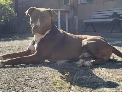 Cachorro raça Pit-Bull idade 5 anos nome Apollo