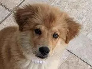 Cachorro raça SRD-ViraLata idade 2 a 6 meses nome Pitty