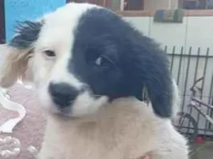Cachorro raça SRD-ViraLata idade 2 a 6 meses nome Billy