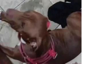 Cachorro raça Pit-Bull idade 1 ano nome Max e Zoe