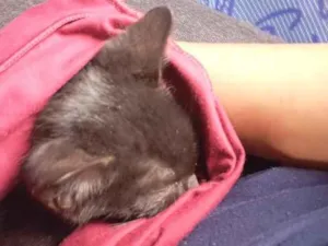 Gato raça SRD-ViraLata idade Abaixo de 2 meses nome Lorin 
