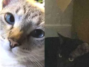 Gato raça Persa idade 1 ano nome Zeus e oliver