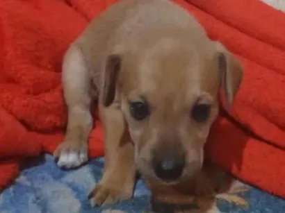 Cachorro raça SRD-ViraLata idade 2 a 6 meses nome Escuber