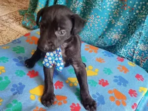 Cachorro raça SRD-ViraLata idade Abaixo de 2 meses nome Fred