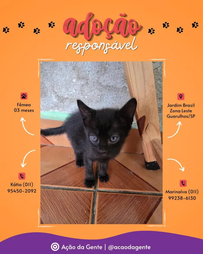 Gato raça SRD-ViraLata idade 2 a 6 meses nome Sem nome