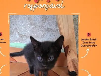 Gato raça SRD-ViraLata idade 2 a 6 meses nome Sem nome