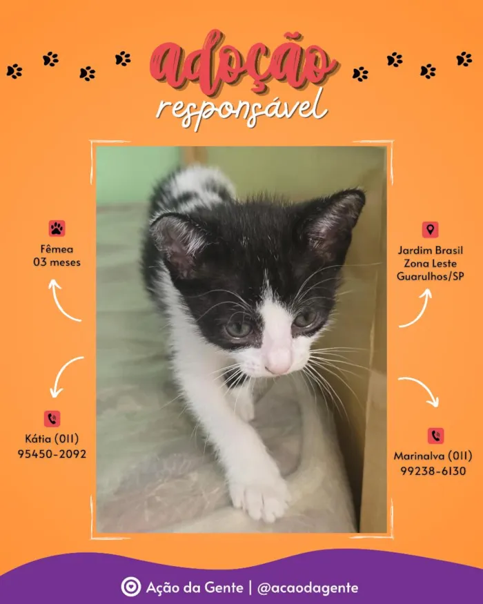 Gato raça SRD-ViraLata idade 2 a 6 meses nome Sem nome