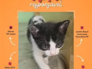 Gato raça SRD-ViraLata idade 2 a 6 meses nome Sem nome