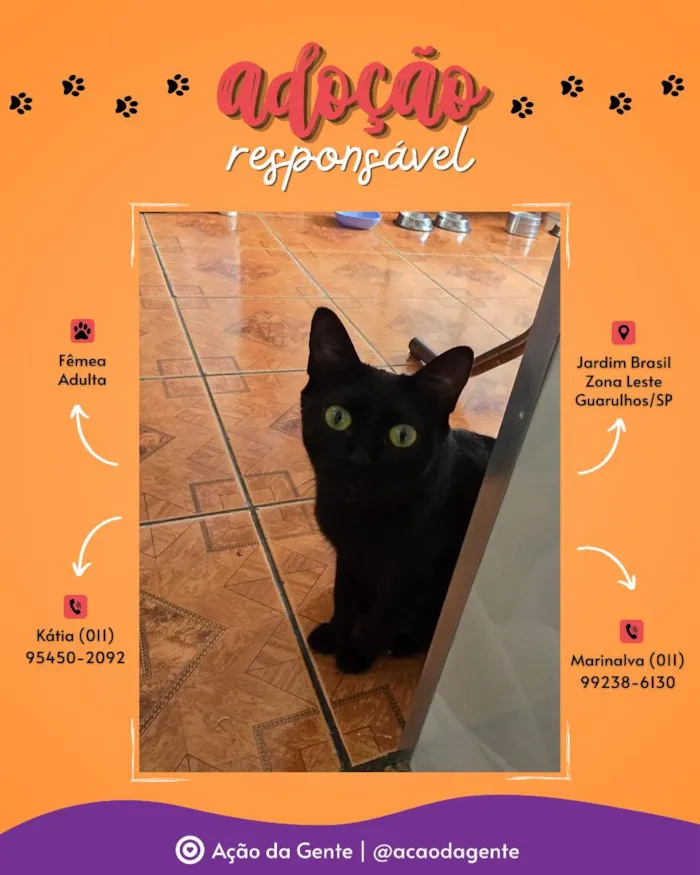 Gato raça SRD-ViraLata idade Abaixo de 2 meses nome Sem nome