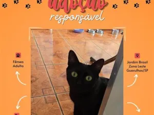 Gato raça SRD-ViraLata idade Abaixo de 2 meses nome Sem nome